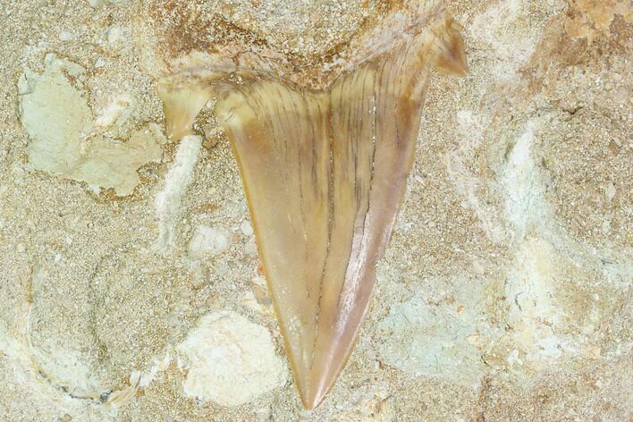 Otodus Shark Tooth Fossil in Rock - Eocene #135859